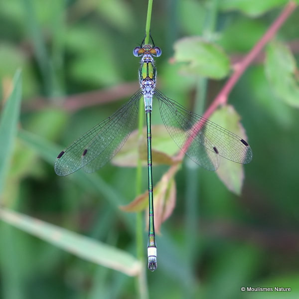Common Emerald (Lestes sponsa) M, Leste fiance