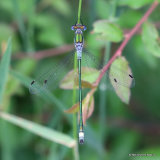 Common Emerald (Lestes sponsa) M, Leste fiance