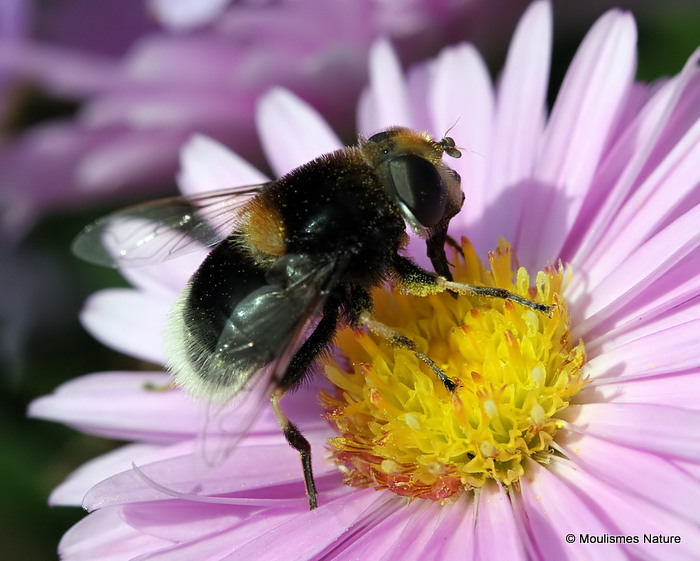 Eristalis intricarius (Furry Dronefly) F