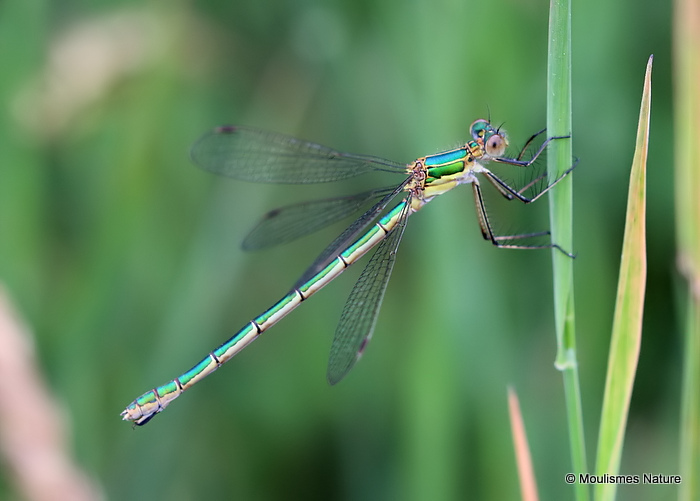 Common Emerald (Lestes sponsa) F