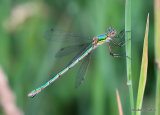 Common Emerald (Lestes sponsa) F