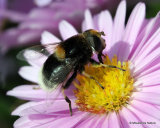 Eristalis intricarius (Furry Dronefly) F