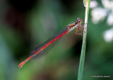 Small Red Damselfly (Ceriagrion tenellum) F
