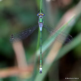 Common Emerald (Lestes sponsa) M