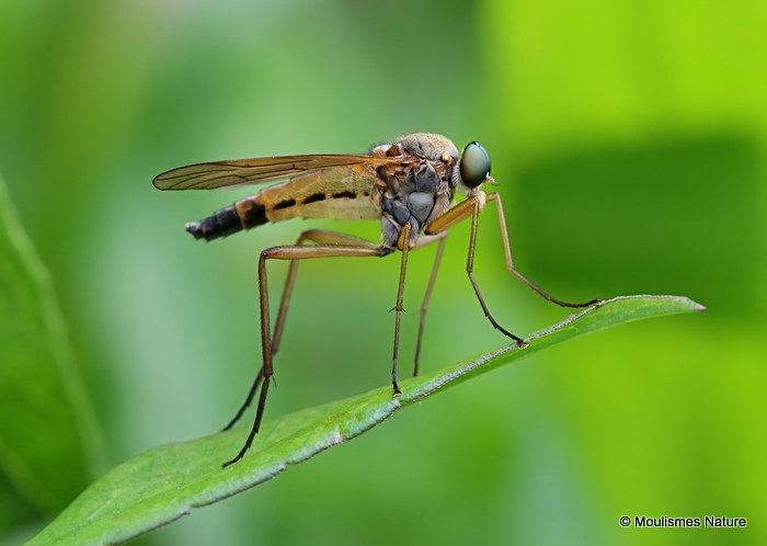 Snipe Fly (Rhagionidae) sp.