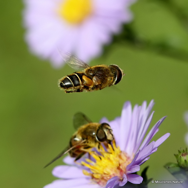 Eristalis nemorum (Stripe-faced Dronefly)