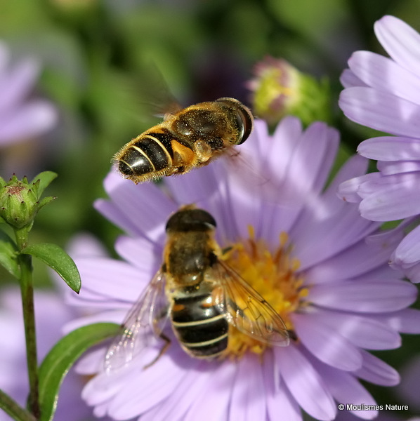 Eristalis nemorum (Stripe-faced Dronefly)