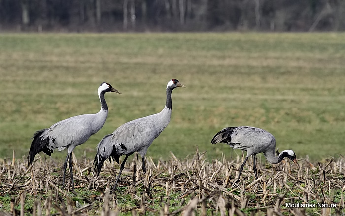 Grus grus ads