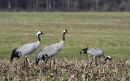 Grus grus ads