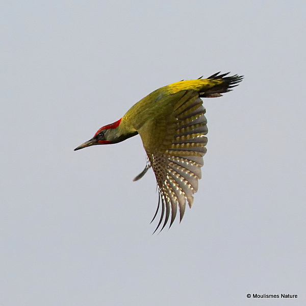 European (Iberian) Green Woodpecker (Picus viridis sharpei) San Pedro