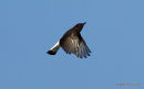 Black Wheatear (Oenanthe leucura) Cartagena