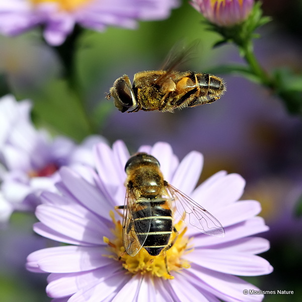 Eristalis nemorum (Stripe-faced Dronefly)