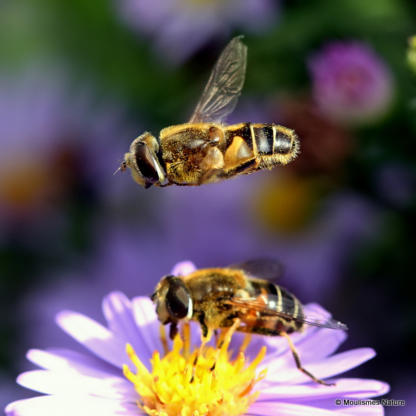 Eristalis nemorum (Stripe-faced Dronefly)