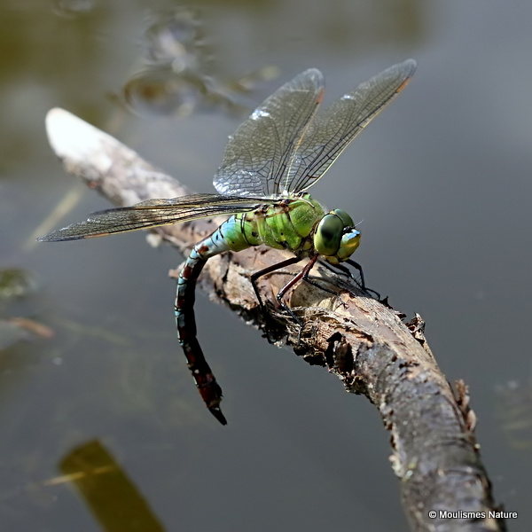 Emperor (Anax imperator) F