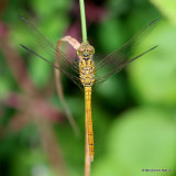 Southern Darter (Sympetrum meridionale) M-Imm
