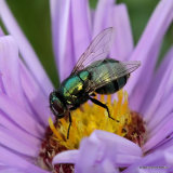 Greenbottle sp. Neomyia cornicina F