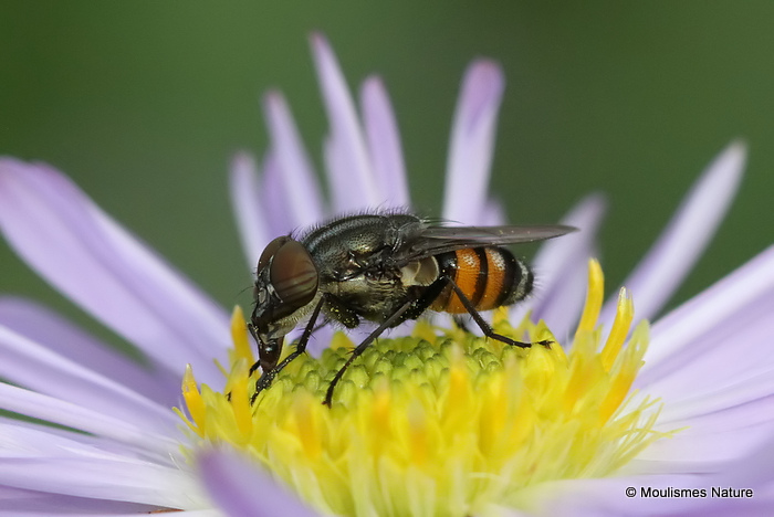 Locust Blowfly (Stomorhina lunata) M
