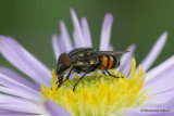 Locust Blowfly (Stomorhina lunata) M