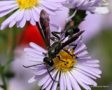 Isodontia mexicana (Grass-carrying Wasp)