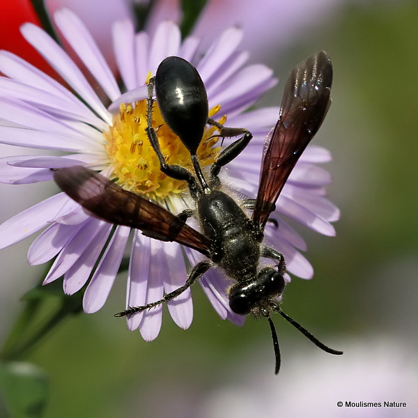 Isodontia mexicana (Grass-carrying Wasp)