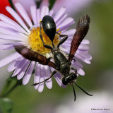 Isodontia mexicana (Grass-carrying Wasp)