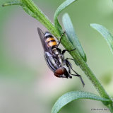 Locust Blowfly (Stomorhina lunata) M