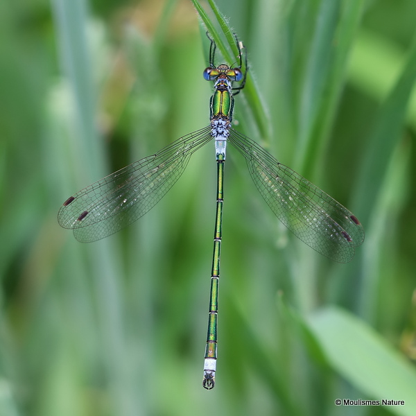 Common Emerald (Lestes sponsa) M