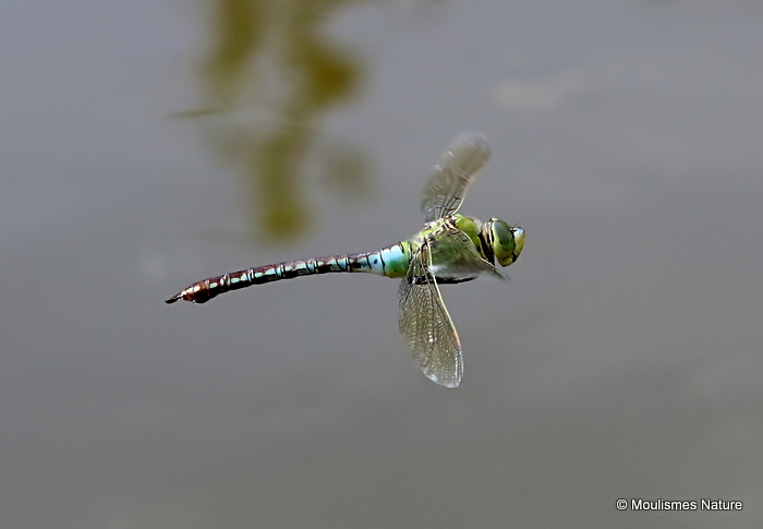 Emperor (Anax imperator) F