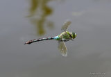 Emperor (Anax imperator) F