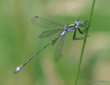 Common Emerald (Lestes sponsa) M