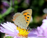 Small Copper (Lycaena phlaeas)