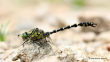 Green-eyed Hooktail (Onychogomphus forcipatus) M