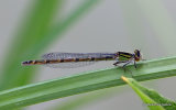 Common Blue Damselfly (Enallagma cyathigerum) F