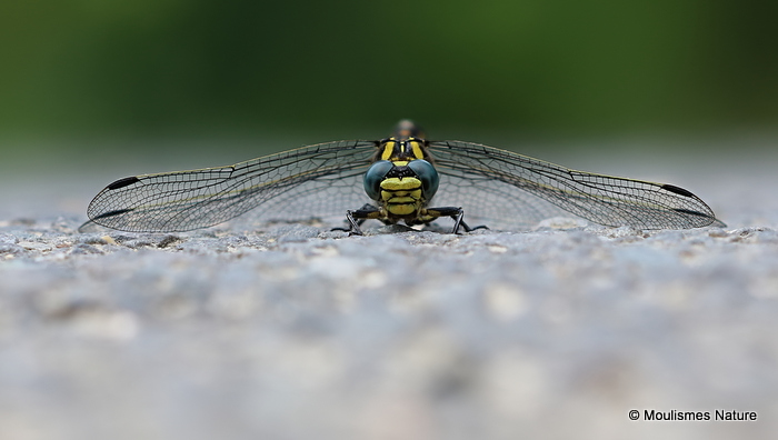 Blue-eyed Hooktail (Onychogomphus uncatus) M