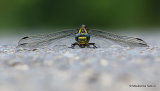 Blue-eyed Hooktail (Onychogomphus uncatus) M