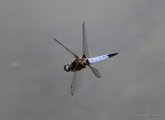 Scarce Chaser (Libellula fulva) M