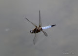 Scarce Chaser (Libellula fulva) M