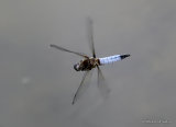 Scarce Chaser (Libellula fulva) M