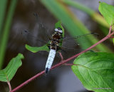 Scarce Chaser (Libellula fulva) M