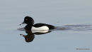 Tufted Duck (Aythya fuligula) M
