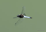 Scarce Chaser (Libellula fulva) M