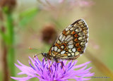 Heath Fritillary (Mellicta athalia)