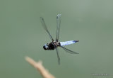 Scarce Chaser (Libellula fulva) M