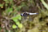 Scarce Chaser (Libellula fulva) M
