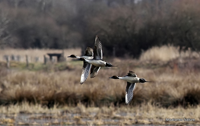 Northern Pintail (Anas acuta) M, Canard pilet