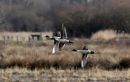 Northern Pintail (Anas acuta) M, Canard pilet