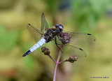 Scarce Chaser (Libellula fulva) M