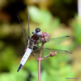 Scarce Chaser (Libellula fulva) M