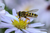 Syrphus sp. F