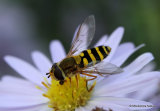 Syrphus sp. F